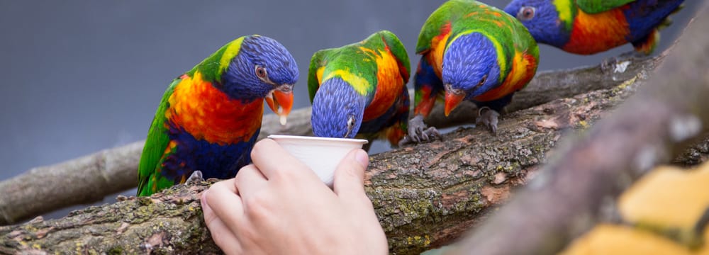 Fütterung Allfarbloris im Zoo Zürich.