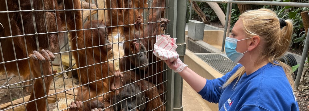 Tierpflegerin Doris Heimgartner macht mit einem Tuch einen Abrieb für eine Geruchsprobe der Sumatra-Orang-Utans.