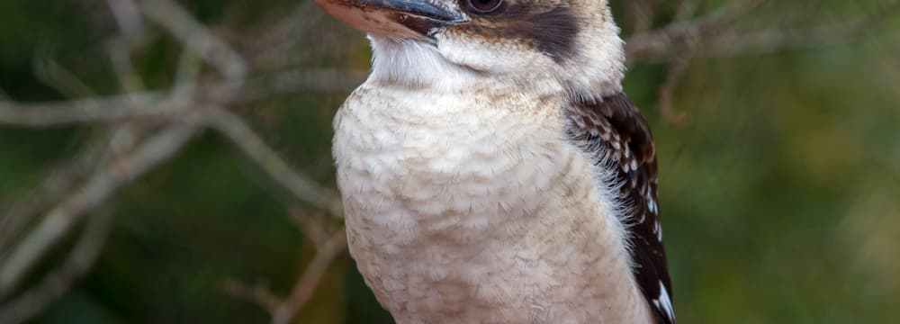 Lachender Hans im Zoo Zürich
