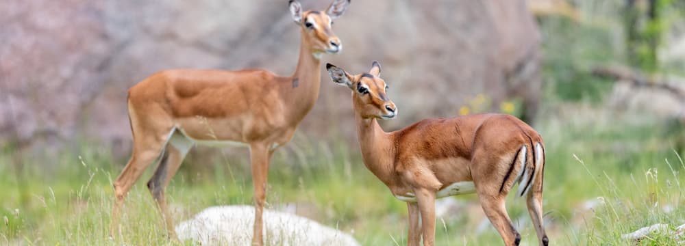 Impala
