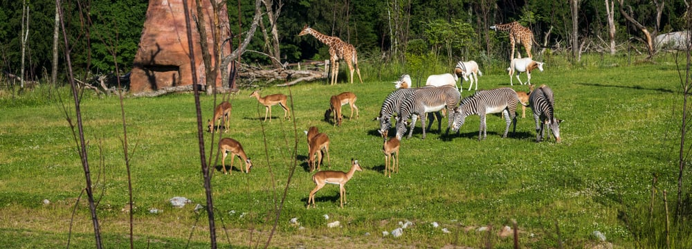 Lebensgemeinschaft in der Lewa Savanne im Zoo Zürich.
