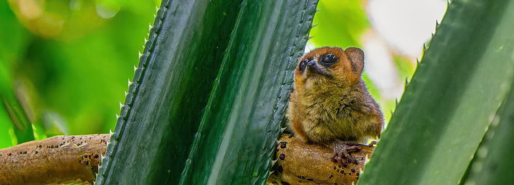 Goodman-Mausmaki im Masoala Regenwald des Zoo Zürich.