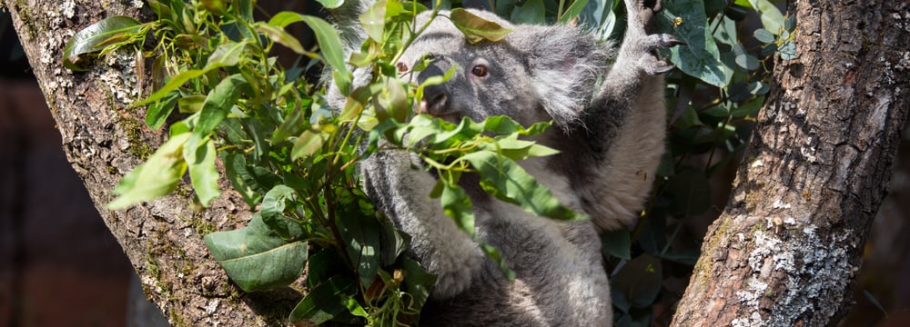 Koala in der Australienanlage im Zoo Zürich.