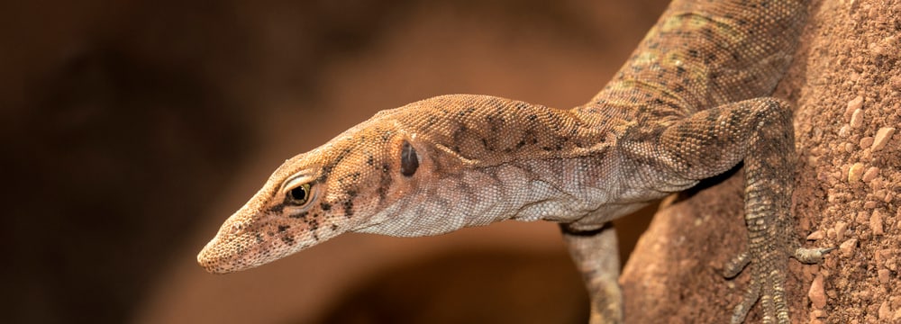 Pilbara-Felsenwaran im Zoo Zürich.