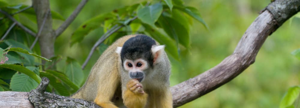 Bolivianisches Totenkopfäffchen im Zoo Zürich.