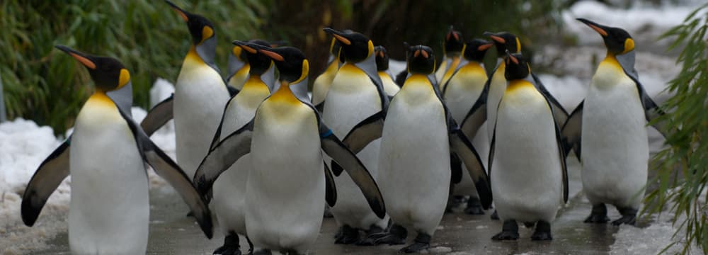 Königspinguine beim Spaziergang im Zoo Zürich (2009).