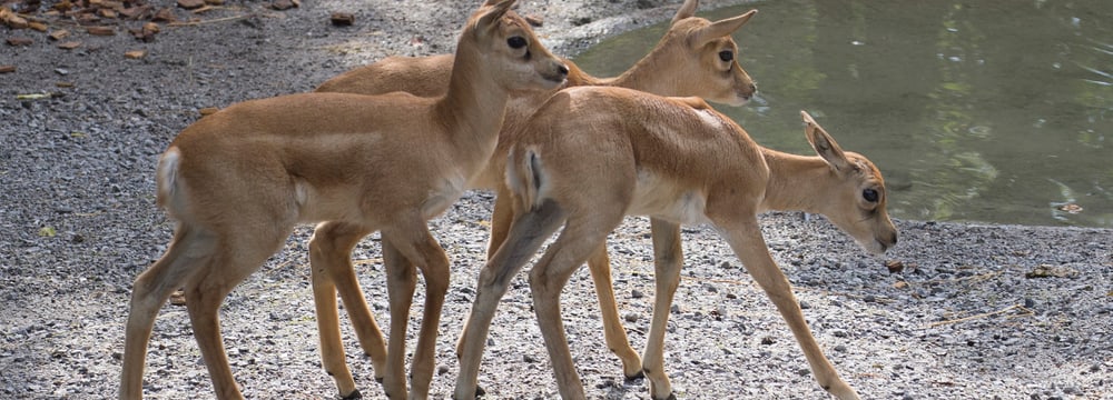 Hirschziegenantilopen im Zoo Zürich.