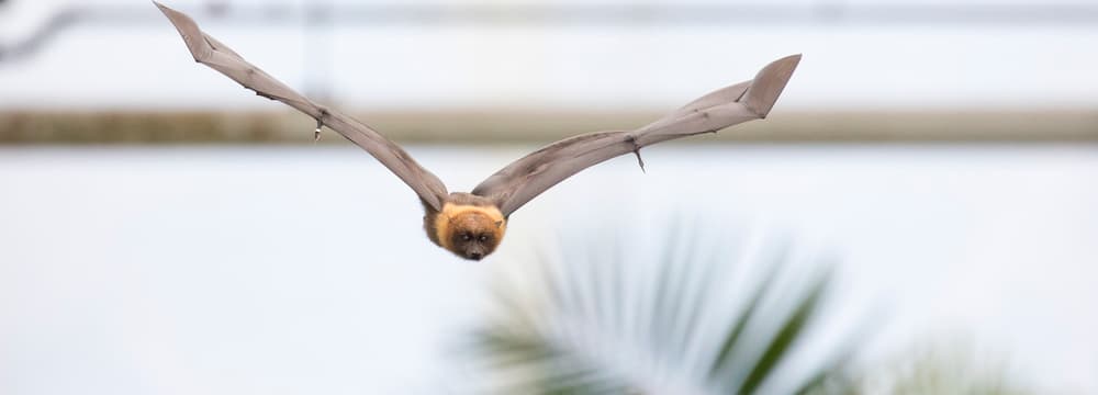 Rodrigues-Flughund im Masoala Regenwald im Zoo Zürich.