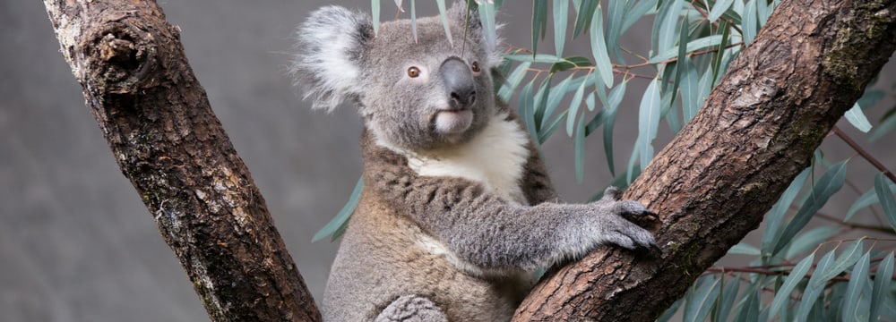 Koala in der Australienanlage im Zoo Zürich.