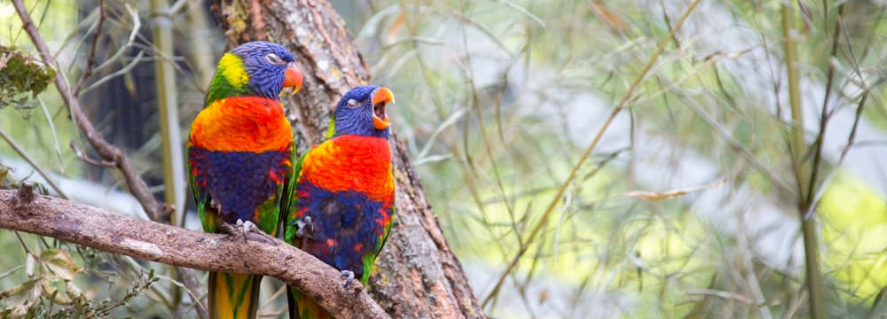 Regenbogenloris in der Lori-Voliere des Zoo Zürich.
