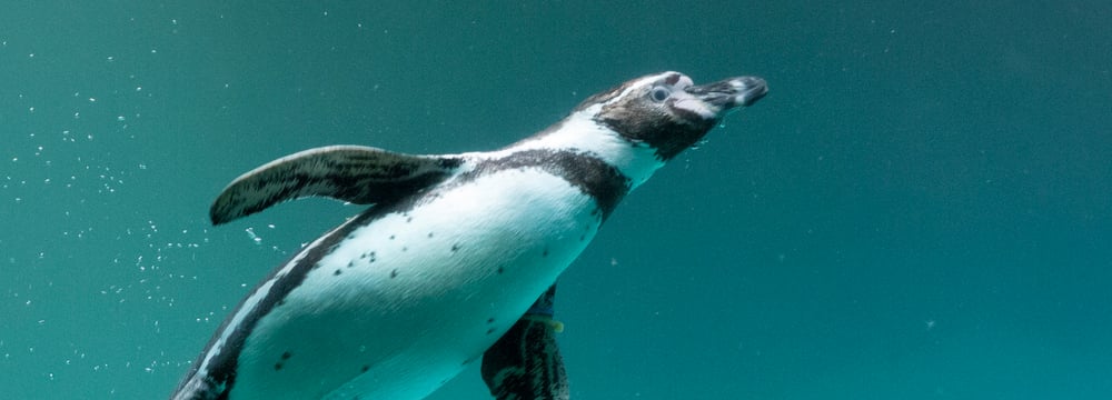 Humboldtpinguin im Zoo Zürich.