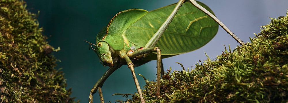 Riesenblattschrecke im Insektenwald des Zoo Zürich.