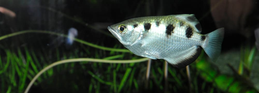 Schützenfisch im Zoo Zürich.