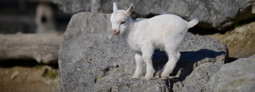 Westafrikanische Zwergziege im Zoolino im Zoo Zürich