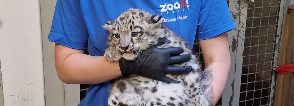 Schneeleoparden-Jungtier im Zoo Zürich bei der ersten Tierarztkontrolle.