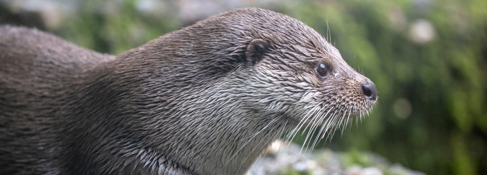 Europäischer Fischotter Lulu im Zoo Zürich.