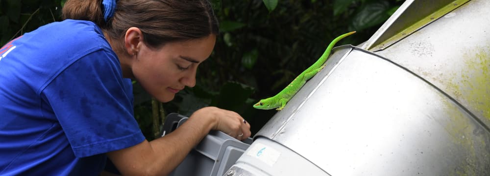 Forscherin montiert Kiste für Experiment, Gecko schaut zu
