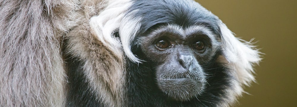 Kappengibbon im Zoo Zürich