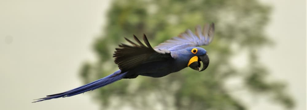 Hyazinthara im Flug