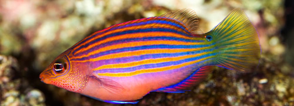 Sechsstreifen-Lippfisch im Zoo Zürich.