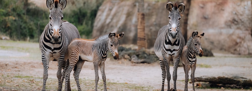 Grevyzebras mit Fohlen in der Lewa Savanne des Zoo Zürich im Oktober 2025.