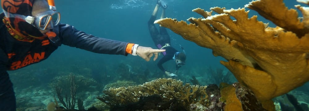 Bild aus dem Film «Biodiversity or Extinction: Mankind's greatest challenge».