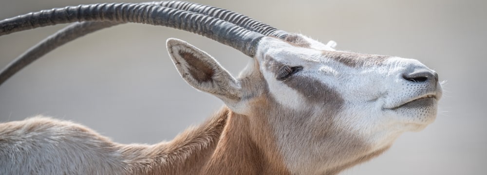 Säbelantilope (Oryx dammah)