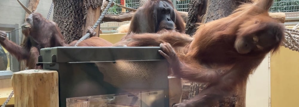 Futterautomat bei den Orang-Utans im Zoo Zürich.
