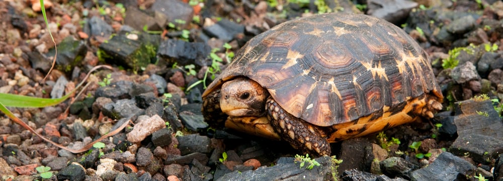 Glattrand-Gelenkschildkröte im Zoo Zürich.