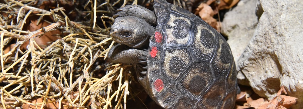 Junge Galapagos-Riesenschildkröte im Zoo Zürich.