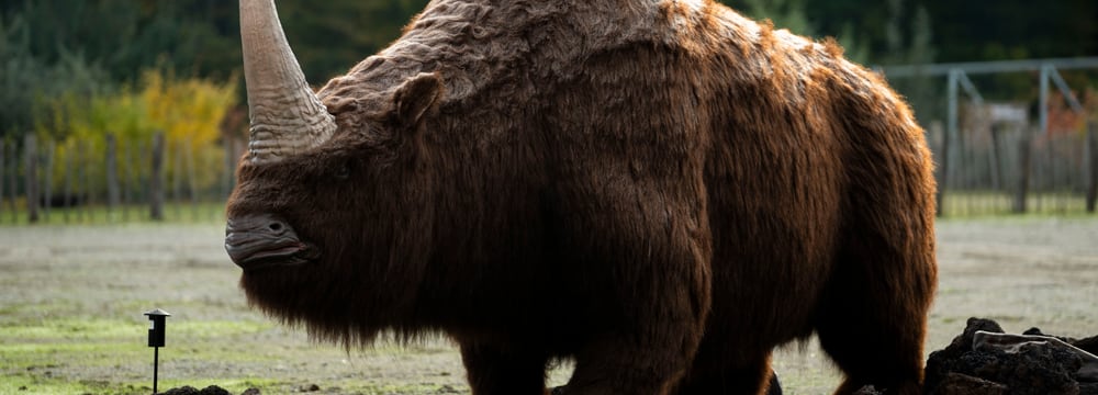Elasmotherium in der Eiszeitausstellung «Kaltgestellt» im Zoo Zürich.