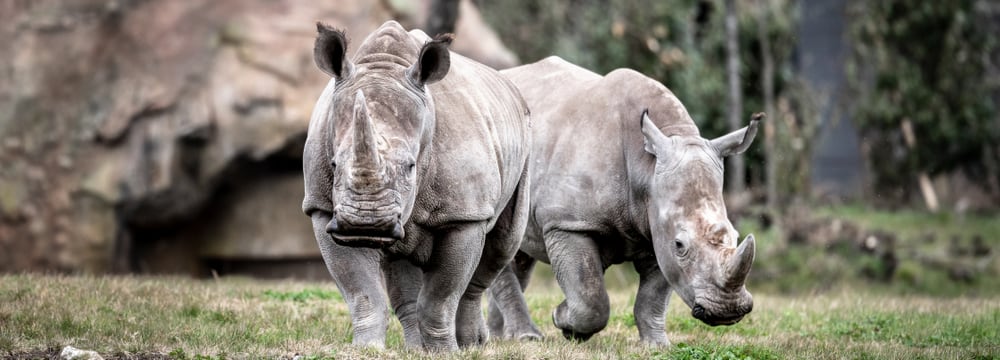 Breitmaulnashörner Teshi und Rami in der Lewa Savanne im Zoo Zürich.