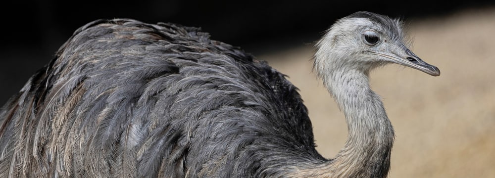 Portrait eines Grossen Nandus