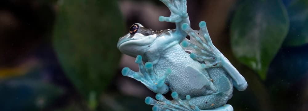 Baumhöhlen-Krötenlaubfrosch im Zoo Zürich.