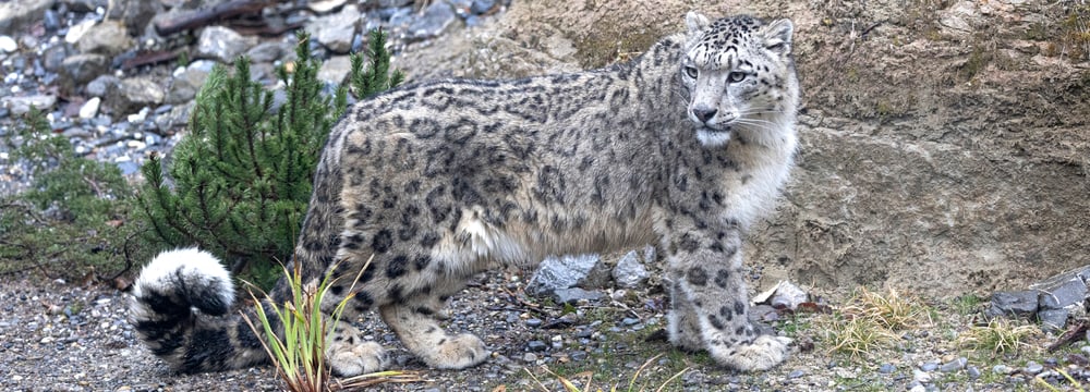 Schneeleopard im Zoo Zürich, März 2025.