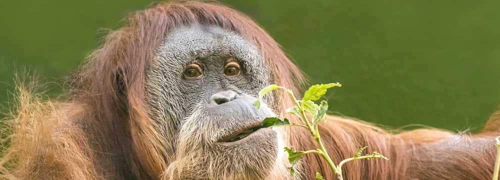 Sumatra-Orang-Utan Oceh