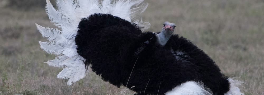Vogel Strauss im Lewa Wildlife Conservancy in Kenia.
