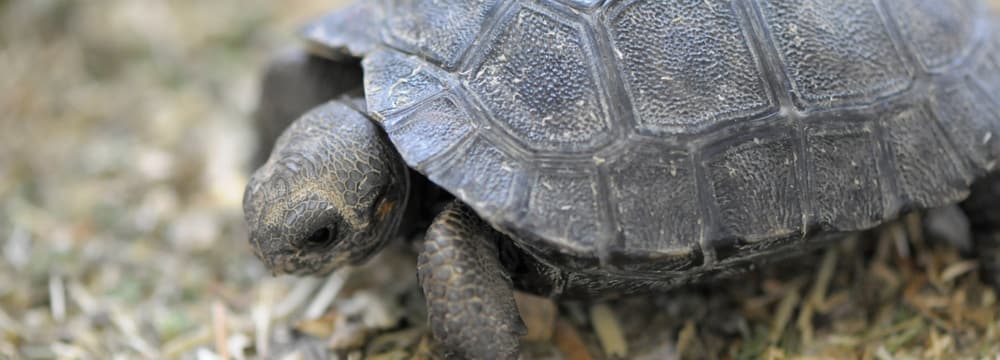 Junge Galapagos-Riesenschildkröte im Zoo Zürich.