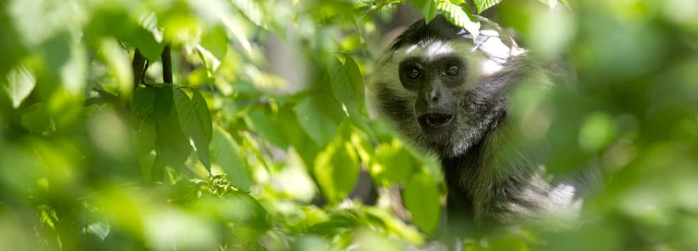 Kappengibbon im Zoo Zürich