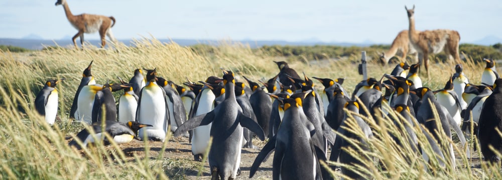 Königspinguin-Kolonie auf Feuerland mit Guanakos.
