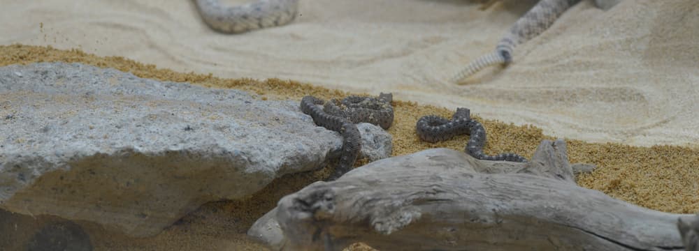 Junge Seitenwinder-Klapperschlangen im Zoo Zürich.