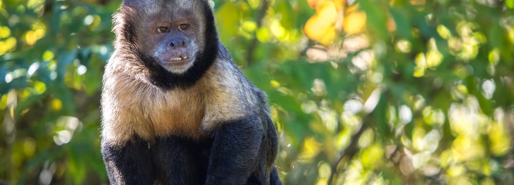 Gelbbrustkapuziner im Zoo Zürich.