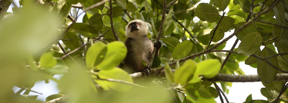 Ein Weisskopfmaki im Masoala Nationalpark auf Madagaskar.