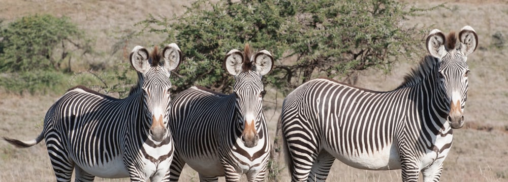 Grevyzebras im Lewa Wildlife Conservancy in Kenia.