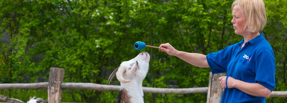 Targettraining im Zoo Zürich