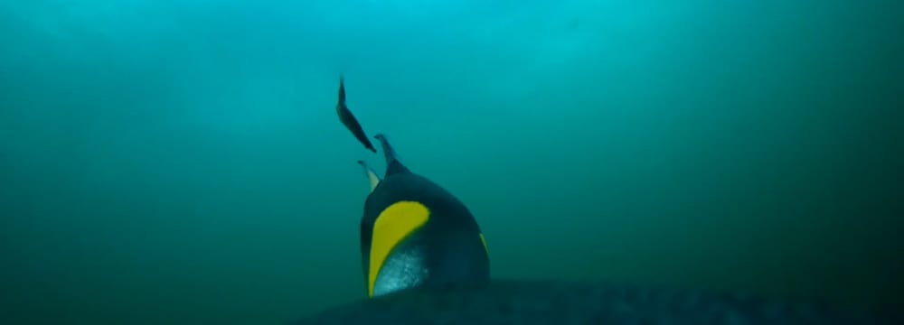 Ein Königspinguin frisst eine bereits tote Falkland-Sprotte.