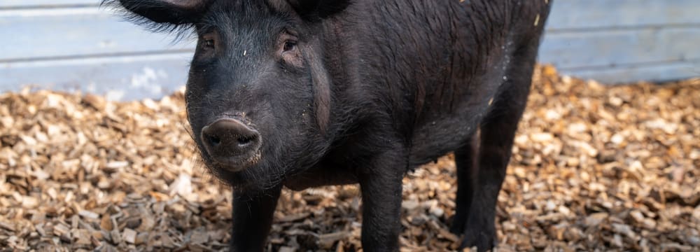 Schwarzes Alpenschwein im Zoolino des Zoo Zürich.