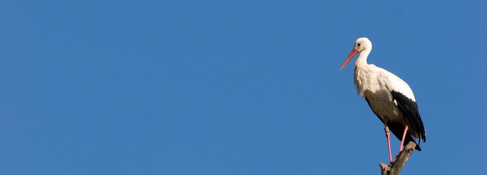 Europäischer Weissstorch