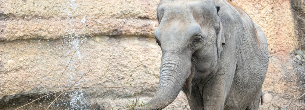 Ceyla-Himali im Kaeng Krachan Elefantenpark des Zoo Zürich.