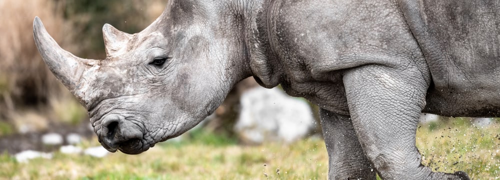 Südliches Breitmaulnashorn